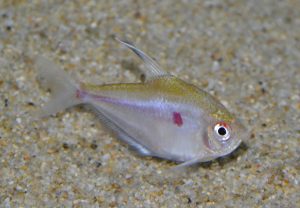 <i>Megalamphodus socolofi</i> Weitzman, 1977 メガランポドゥス・ソコロフィ