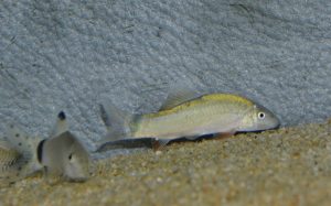 <i>Yasuhikotakia lecontei</i> (Fowler, 1937) ヤスヒコタキア・レコンテイ