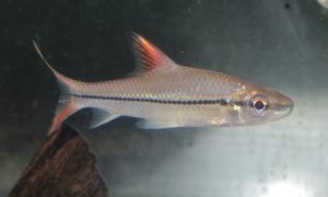 <i>Cyclocheilichthys janthochir</i> (Bleeker, 1854) オレンジフィンロケットシャークバルブ