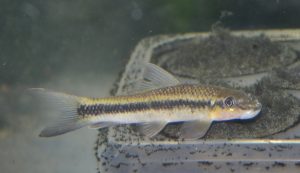 <i>Labeo parvus</i> Boulenger, 1902 ラベオ・パルヴス