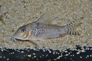 <i>Corydoras</i> sp. コリドラス sp. ベントノーズスポットレイノルジ