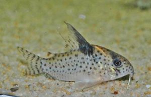 <i>Hoplisoma</i> sp.  コリドラス：ホプリソマ sp. ロンドニアⅧ