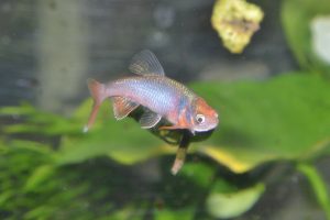 <i>Cyprinella lutrensis</i> (Baird & Girard, 1853) レッドホースミノー