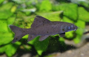 <i>Labeo chrysophekadion</i> (Bleeker, 1849) Black sharkminnow ブラックシャーク