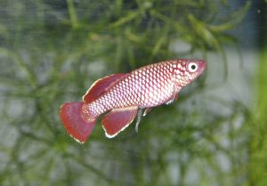 <i>Nothobranchius korthausae</i> Meinken, 1973 ノソブランキウス・コルタウサエ　レッド