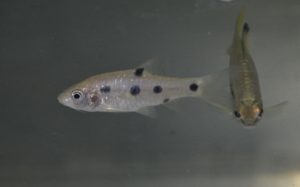 <i>Puntius</i> sp. カンボジアスポットバルブ