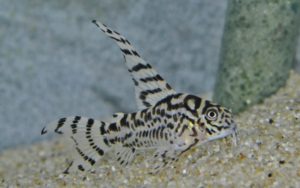 <i>Hoplisoma</i> sp. コリドラス：ホプリソマ sp. ゼブリーナ