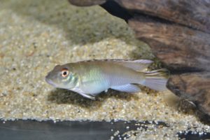 <i>Nanochromis nudiceps</i> (Boulenger, 1899) ナノクロミス・ヌディセプス