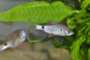 <i>Pethia stoliczkana</i> (Day, 1871) ぺチア・ストリクツカナ