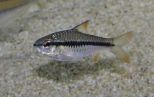 <i>Enteromius</i> sp. アフリカンバルブ、ブラックレイ