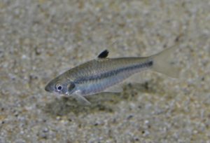 <i>Enteromius brichardi</i> (Poll & Lambert, 1959) アフリカンバルブ、ドウサルスポット