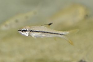 <i>Enteromius</i> sp. アフリカンバルブ、ブラックトップ