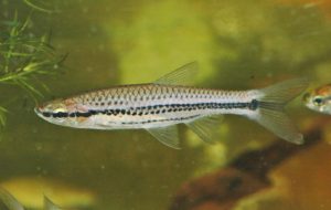 ポートホールラスボラ