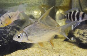 スーパーハイフィンバルブ