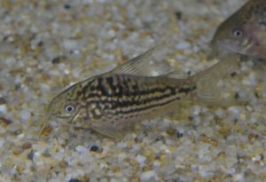 <i>Gasterodermus</i> sp. コリドラス：ガストロデルムス sp. コロル