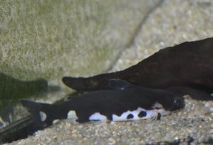 ブラックホルスタインタチア