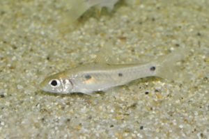 <i>Enteromius</i> sp. アフリカンバルブ、スリースポット