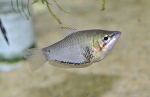 <i>Sphaerichthys acrostoma</i> Vierke, 1979 スファエリクティス・アクロストマ