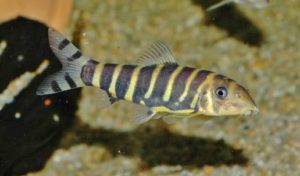 ボチア・ダリオ