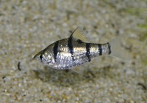 <i>Desmopuntius pentazona</i> (Boulenger, 1894) デスモプンチウス・ペンタゾナ