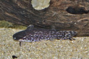 スポッテッドタチア