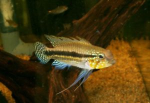 <i>Apistogramma</i> sp. アピストグラムマ sp. ミウア