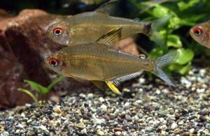 <i>Hyphessobrycon pulchripinnis</i> Ahl, 1937 レモンテトラ