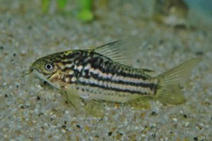 <i>Gasterodermus bilineatus</i> (Knaack, 2002) コリドラス：ガストロデルムス・ビリネアトゥス