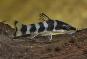 <i>Otocinclus cocama</i> Reis, 2004 ゼブラオトシンクルス