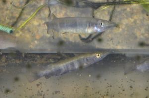 <i>Nomorhamphus towoetii</i> Ladiges, 1972 ブラックハーフビーク