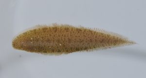 <i>Cynoglossus feldmanni</i> (Bleeker, 1854) 淡水シタビラメ
