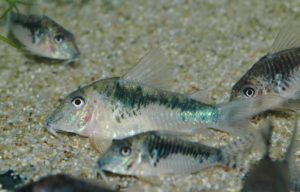 <i>Corydoras</i> sp. コリドラス sp. ペルーロング