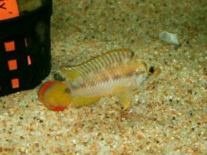 <i>Apistogramma nijsseni</i> Kullander 1979  アピストグラムマ・ニジッセイニ