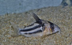 <i>Brochis</i> sp. コリドラス：ブロキス sp. スーパーアンチェスター＝新称 アンチェリニアタス