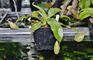 ネペンテス sp. ビューティー