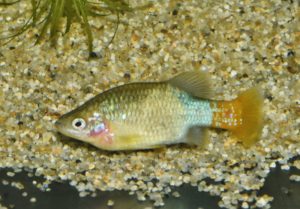 <i>Xenotoca doadrioi</i> Domínguez-Domínguez, Bernal-Zuñiga & Piller, 2016 ハイランドカープ、サンマルコス