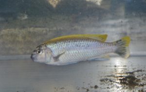 <i>Melanochromis auratus</i> (Boulenger, 1897) イエローストライプシクリッド