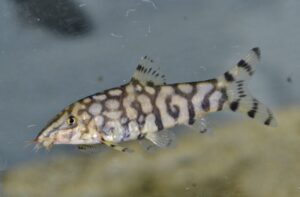 パキスタンローチ