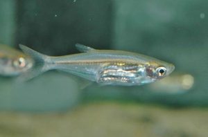 <i>Parachela oxygastroides</i> (Bleeker, 1852) グラスバルブ