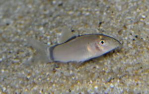 <i>Yasuhikotakia morleti</i> (Tirant, 1885) スカンクボチア