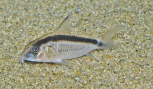 <i>Hoplisoma granti </i>(Tencatt, Lima & Britto 2019) コリドラス：ホプリソマ・グランチ