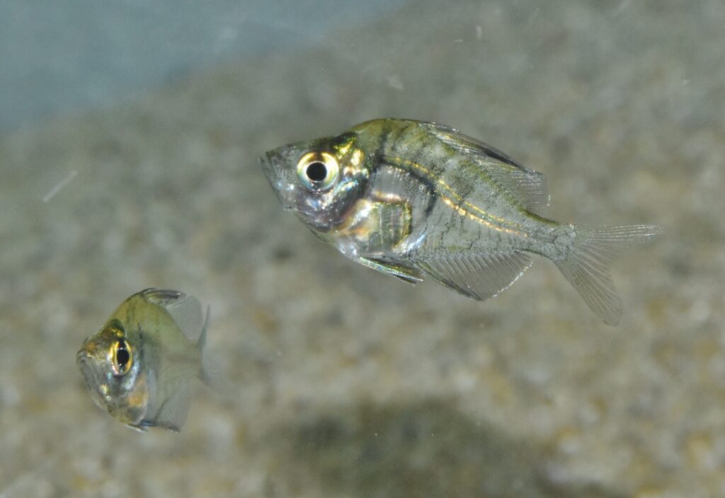 Parambassis lala (Hamilton, 1822) インディアングラスフィッシュ