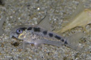 <i>Hoplisoma</i> sp. コリドラス：ホプリソマ sp. ニューエヴェリナエ