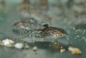 <i>Gastrodermus pauciradiatus</i> (Weitzman & Nijssen, 1970) アスピドラス：ガストロデルムス・パウキラディアトゥス