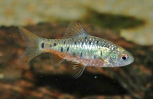 グリーンバルブ