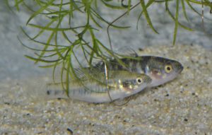 エンパイアガジョン