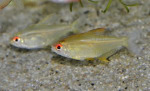 レモンテトラ（ボリビア）