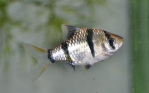 <i>Puntigrus tetrazona</i> (Bleeker, 1855) スマトラ