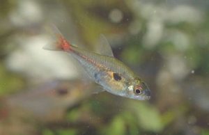 <i>Hemigrammus stictus</i> (Durbin, 1909) スティクタステトラ