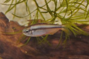 <i>Hyphessobrycon notidanos</i> Carvalho & Bertaco, 2006 スーパーレッド（イエロー）デヴィルテトラ